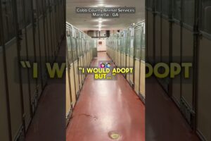 Please consider adopting and saving a life PART 2 - #adopt #dog #shelterdog #marietta