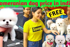 Pomeranian dog price in India | FREE Cute puppies information | take care of a Pomeranian dog viral