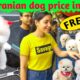 Pomeranian dog price in India | FREE Cute puppies information | take care of a Pomeranian dog viral