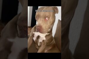 Pov: Cachorrinhos fofos da internet
