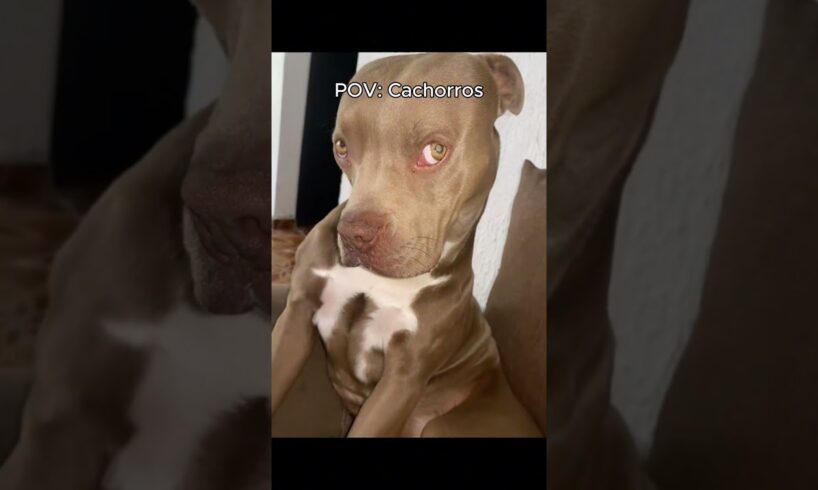 Pov: Cachorrinhos fofos da internet