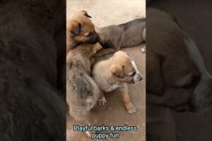 Puppies Barking & Playing Too Cute 🐾😍