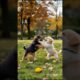 Puppies Playing Funny Video #dog #puppy #cute #funny #viral #shorts