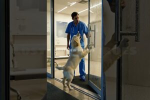 Puppy Rescue Hero Dog Saves Owner From Heart Attack Touching Animal Rescue Story