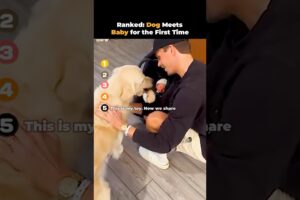 Ranked- Dog Meets Baby for the First Time