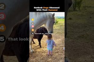 Ranked: Sweetest Horses with Babies!