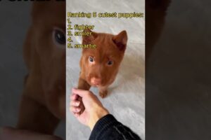 Ranking 5 cutest puppies
