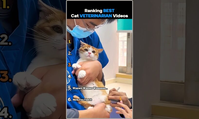 Ranking Best Cat Veterinarian Videos