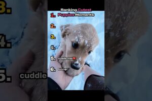 Ranking Cutest Puppies Ever ♥️