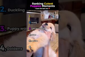 Ranking Cutest Puppies Moments ❤️ #animals #puppies #cute