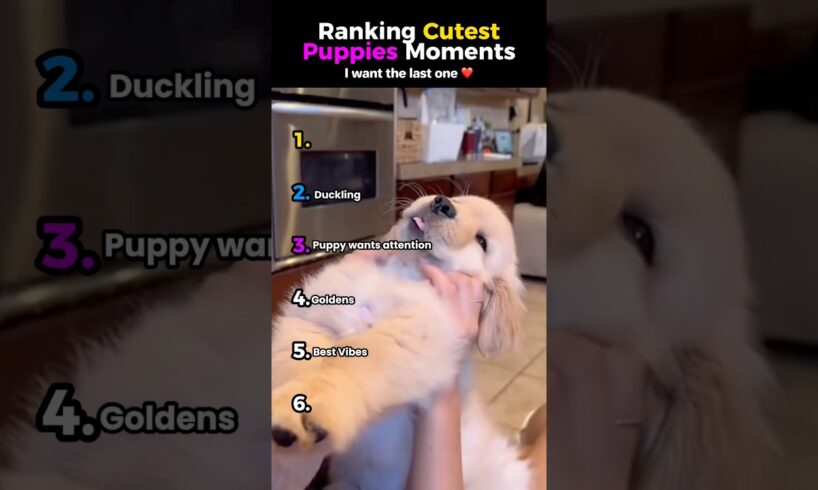 Ranking Cutest Puppies Moments ❤️ #animals #puppies #cute