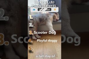 Ranking Cutest Puppies You Will Ever See #shorts #puppy #cute