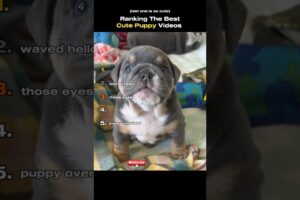 Ranking The Best Cute Puppy Videos Ever