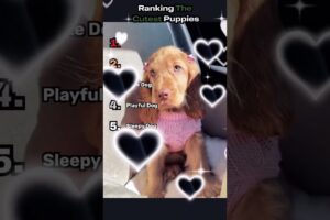 Ranking The Cutest Puppies #ranking #puppy #puppies #shorts