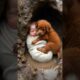 “Red Puppy Miracle”#shorts #puppy #rescue#shortsfeed #puppies
