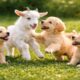 🐾🐶 Relaxing Dog Video – Cute Puppies Playing with Mother Dog on Green Grass