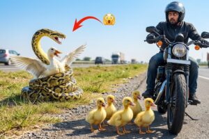 Rescue Hero Saves Mother Duck From Terrifying Snake Attack — Thanks to Baby Ducks 🐍🦆❤️