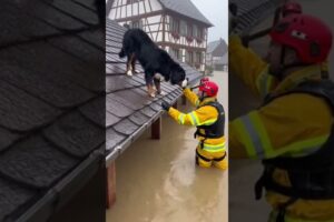 Rescue Team Saves Dog Stranded on Flooded Roof 🚨🐶
