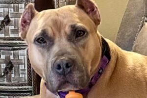 Rescue dog's heartbreaking reaction to every puppy