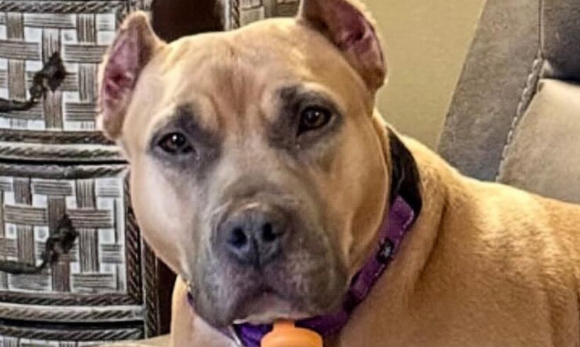 Rescue dog's heartbreaking reaction to every puppy