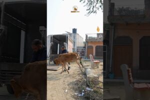 Rescued Painful Calf Leg Injured | Crying #calf #rescue #animals #fyp #actingchallenge #shorts