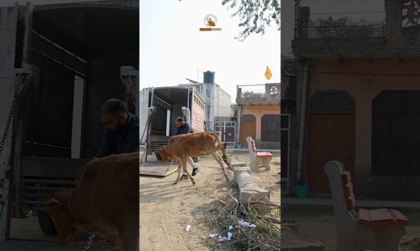 Rescued Painful Calf Leg Injured | Crying #calf #rescue #animals #fyp #actingchallenge #shorts