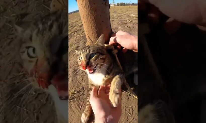 Rescued a cat trapped in a rope in the forest. 😭