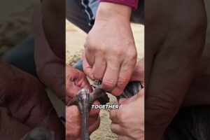 Rescued… and He Thanked Them#blackswan #swan #animals