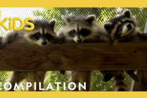 Rescuing Baby Animals! | Bandit Patrol | Nat Geo Kids Compilation | @natgeokids