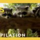 Rescuing Baby Animals! | Bandit Patrol | Nat Geo Kids Compilation | @natgeokids