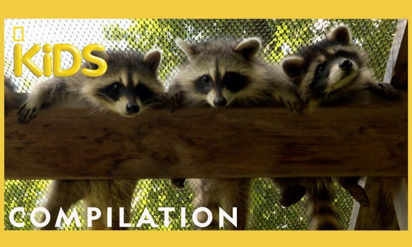 Rescuing Baby Animals! | Bandit Patrol | Nat Geo Kids Compilation | @natgeokids