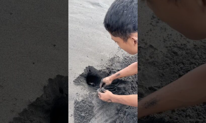 Satu lubang langsung dapat dua kepiting #hewan #kepiting #main