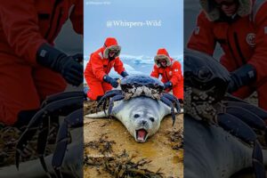 Seal Struggles with Giant Crab on Its Back Before a Brave Rescue Unfolds #animalrescue  #wildlife