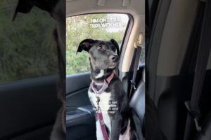 She adopted this dog and made him happy again ❤️