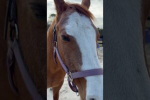 She does like playing! #pets #animals #animal #dog  #funny #humor #love #funnyvideo #dogs #mrbeast