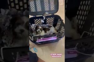 Shih tzu puppies delivery to kerala Kozhikode #shorts #short #trending