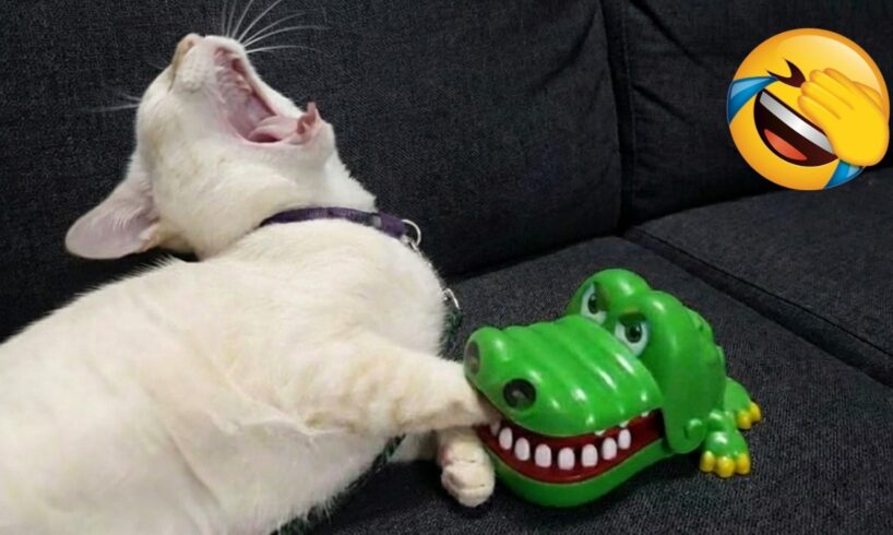 Silliest CATS on Earth Act Like Comedians 😂 Funny Cat Videos 2025