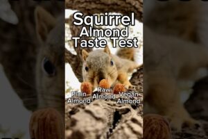 Squirrel Almond Taste Test Tweet  edition #animals #friends #games #play #feed #reels #cute #live #7