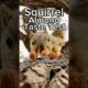 Squirrel Almond Taste Test Tweet  edition #animals #friends #games #play #feed #reels #cute #live #7