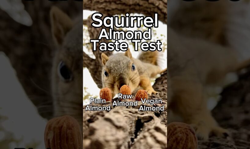 Squirrel Almond Taste Test Tweet  edition #animals #friends #games #play #feed #reels #cute #live #7
