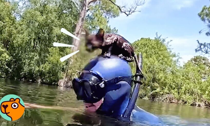 Stray Cat Jumps On Diver’s Head And Steals His Heart | Cuddle Buddies
