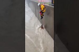 Swift Water Rescue: Worker Saves Raccoon from Flooded Channel 🦝