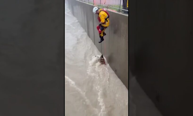 Swift Water Rescue: Worker Saves Raccoon from Flooded Channel 🦝
