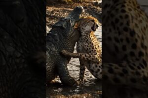 The Alligator Attacked the Tiger and Rescued