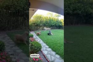 The Cat joins the fight between 2 Pitbulls vs Leopard #catshorts #dogshorts #leopard #widlife