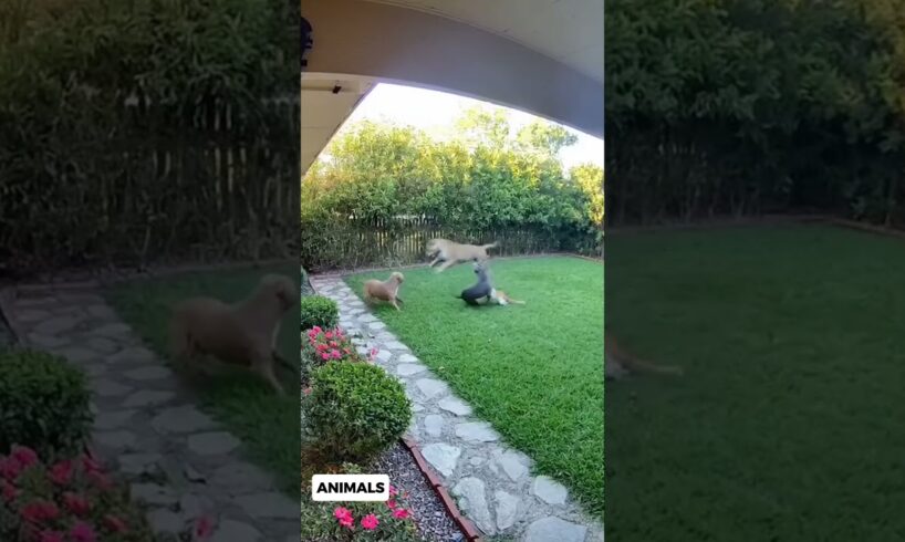 The Cat joins the fight between 2 Pitbulls vs Leopard #catshorts #dogshorts #leopard #widlife
