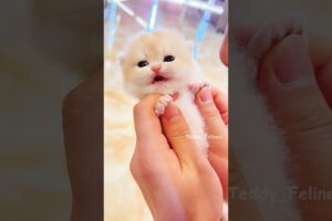 The Cutest Kitten Meowing Ever! 🧸😻💕 #cat #cute #cats #kitten