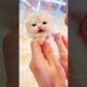 The Cutest Kitten Meowing Ever! 🧸😻💕 #cat #cute #cats #kitten