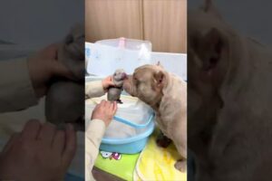 The Cutest Pregnant Dog in the World ❤️🐶 Part 2