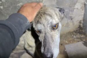 The Dog We Rescued Was Running Around the Shelter for 2 Months! Now He Is With Lydia - Takis Shelter